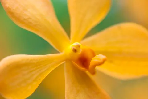 Orchid in bloom Stock Photos