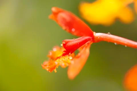 Orchid in bloom Stock Photos