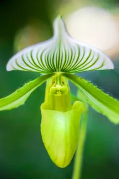 Orchid in bloom Stock Photos