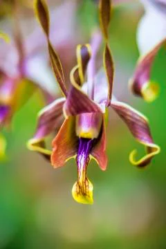Orchid in bloom Stock Photos