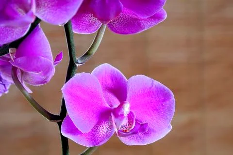 Orchid bloom Stock Photos