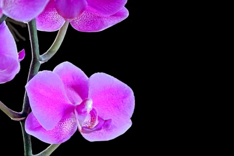 Orchid bloom Stock Photos