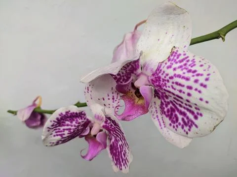 Orchid in bloom Stock Photos