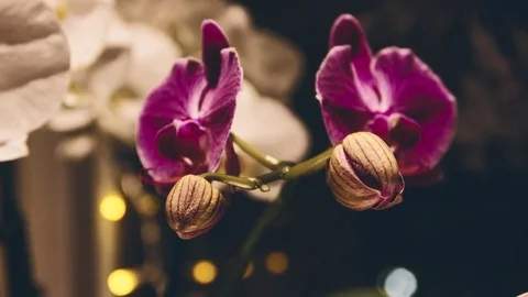 Orchid bloom time lapse Stock Footage 84641903