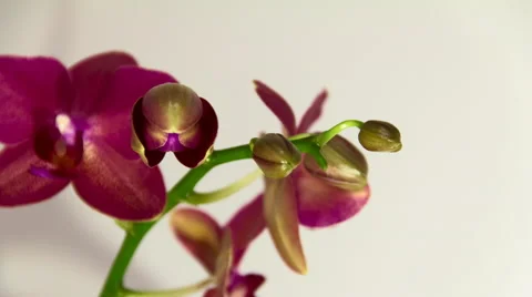 Orchid bloom timelapse Stock Footage 59659187