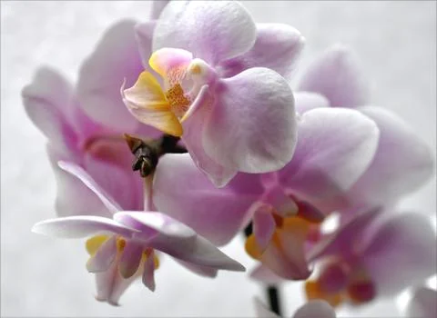Orchid bloomed Stock Photos