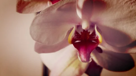 Orchid bloomed in spring with its magnificent flowers. Orchiedea Stock Footage 128412618