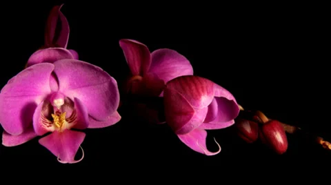 Orchid blooming Stock Footage 33866229