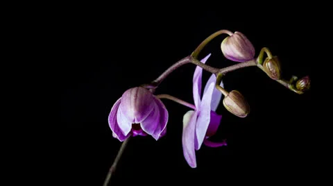 Orchid blooming timelapse Stock Footage 23658954