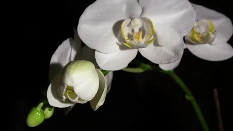 Orchid Blooms Stock-Footage 79272633
