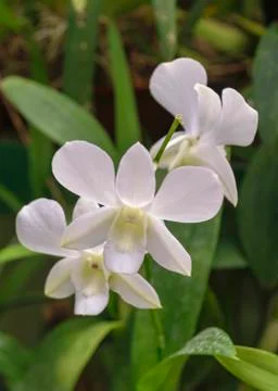 Orchid blooms Stock Photos