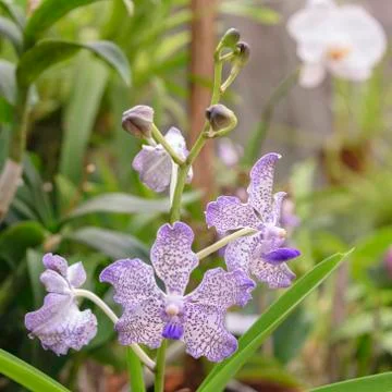 Orchid blooms Stock Photos