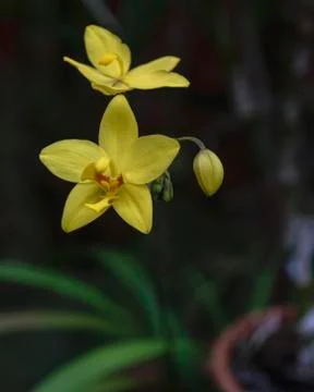 Orchid blooms Stock Photos
