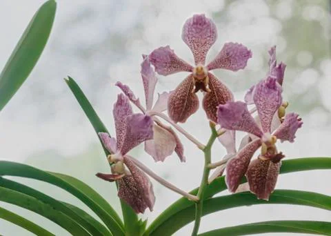 Orchid blooms Stock Photos