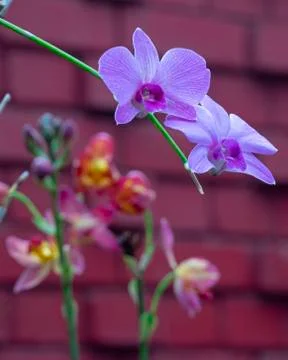 Orchid blooms Stock Photos