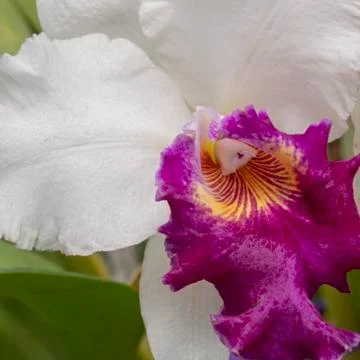 Orchid blooms Stock Photos