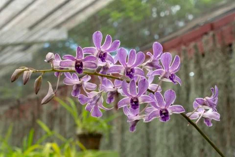 Orchid blooms Stock Photos
