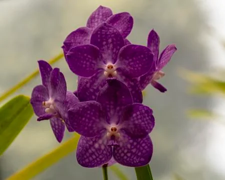 Orchid blooms Stock Photos
