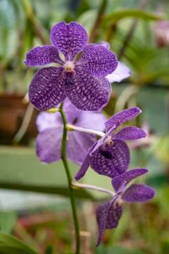 Orchid blooms Stock Photos