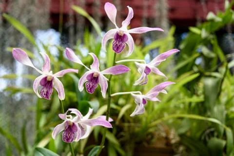 Orchid blooms Stock Photos