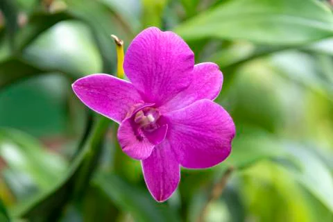 Orchid blooms Stock Photos