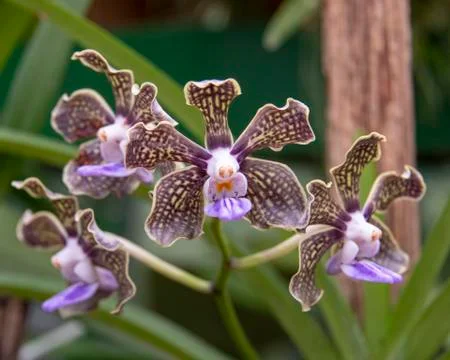 Orchid blooms Stock Photos