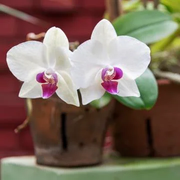 Orchid blooms Stock Photos