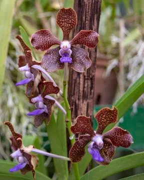 Orchid blooms Stock Photos