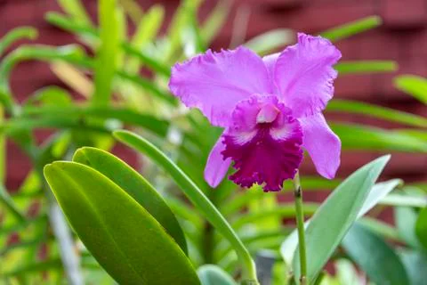 Orchid blooms Stock Photos
