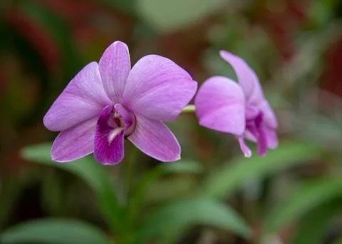 Orchid blooms Stock Photos