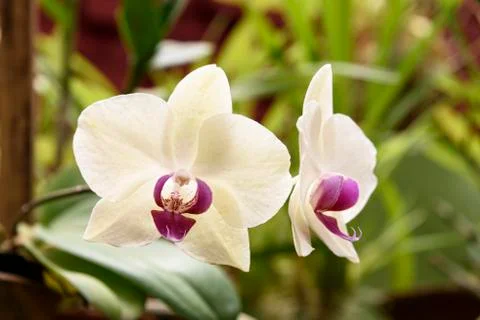Orchid blooms Stock Photos
