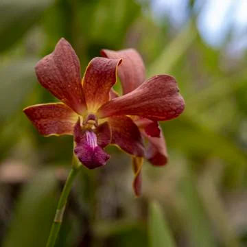 Orchid blooms Stock Photos