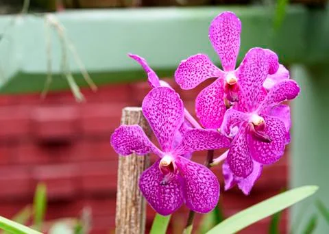 Orchid blooms Stock Photos