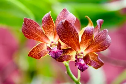 Orchid blooms Stock Photos