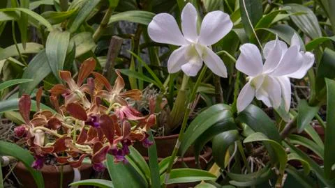 Orchid blooms Stock Photos