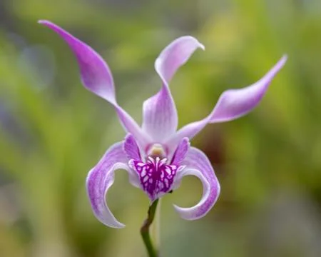 Orchid blooms Stock Photos