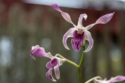 Orchid blooms Stock Photos