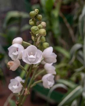 Orchid blooms Stock Photos