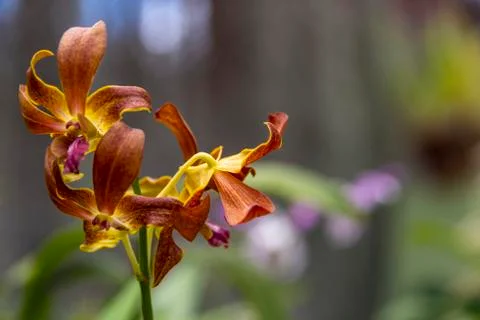 Orchid blooms Stock Photos