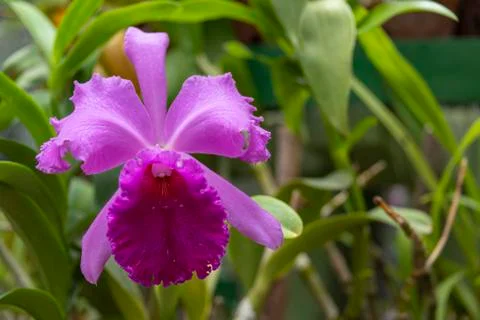 Orchid blooms Stock Photos