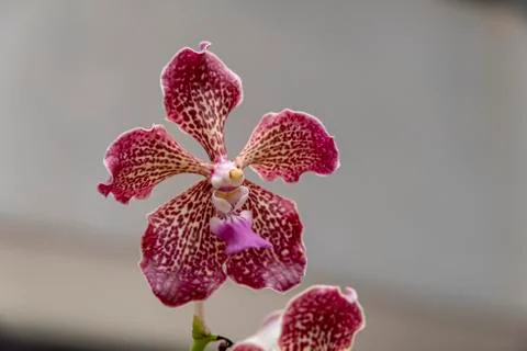 Orchid blooms Stock Photos