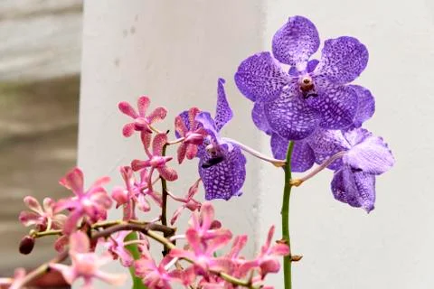 Orchid blooms Stock Photos