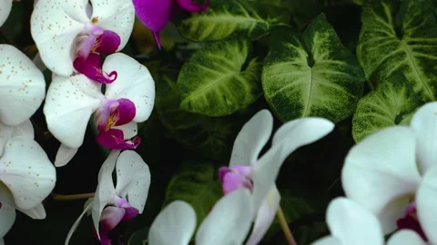  orchid blossom Stock Footage 143354304
