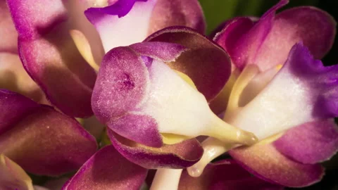 Orchid blossom 스톡 동영상 222903956