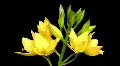 Orchid blossom time lapse HD Footage