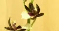 Orchid blossom time lapse (HD1080p30) HD Footage
