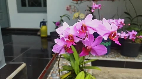 Orchid blown by the wind Video stock 303556101