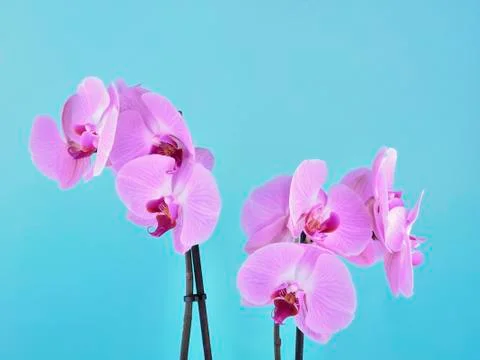 Orchid on blue background Stock Photos