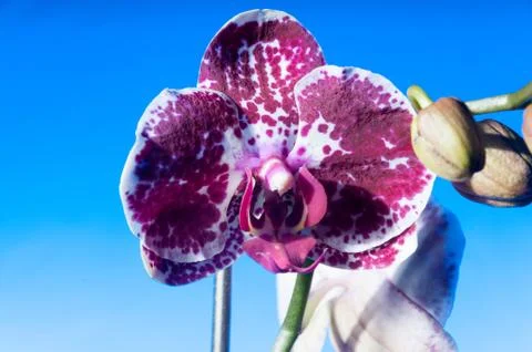Orchid on a blue background Foto stock