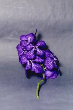 Orchid blue on simple gray background Stock Photos